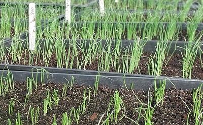 horticulture-400x248